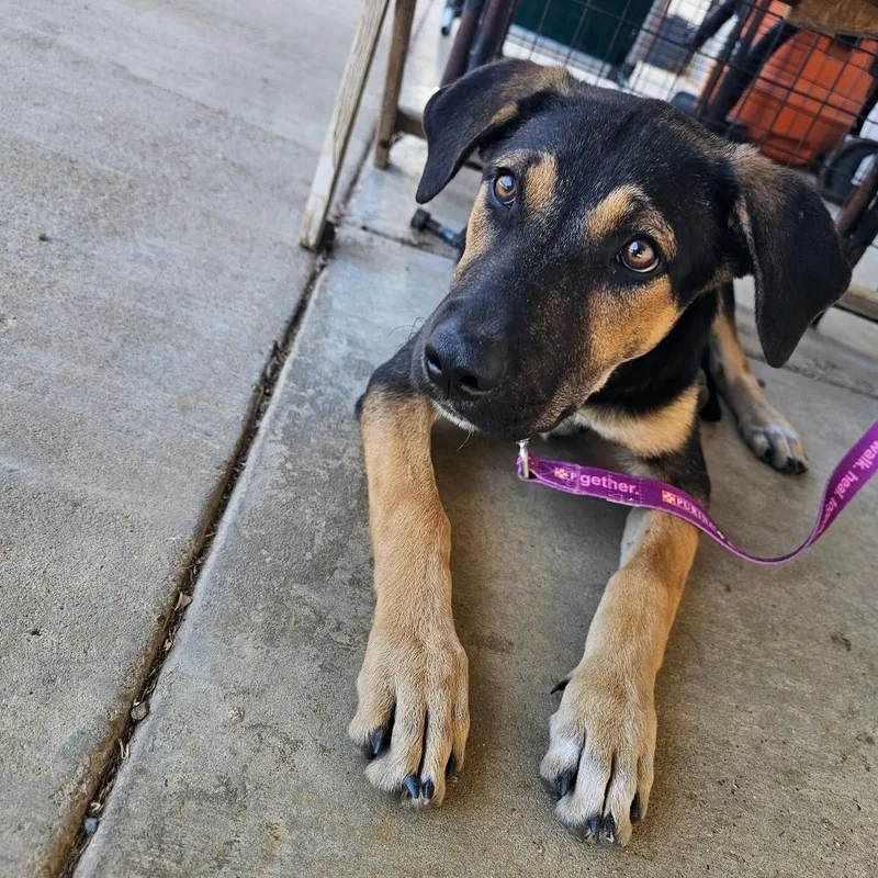 A young medium-sized female German Shepherd Dog dog named Maggie for adoption in Wadena, MN
