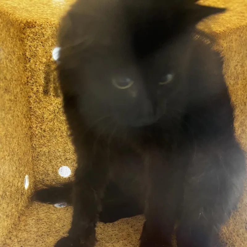 An adult medium-sized male Domestic Short Hair cat named 72689 for adoption in Harrisonburg, VA