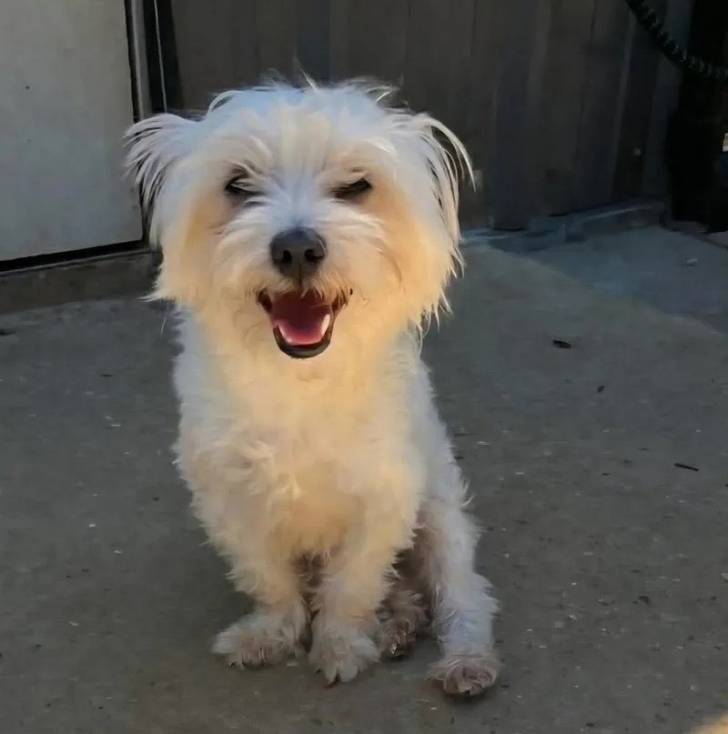 An adult small-sized female White / Cream Shih Tzu dog named Gabs for adoption in Groveland, MA