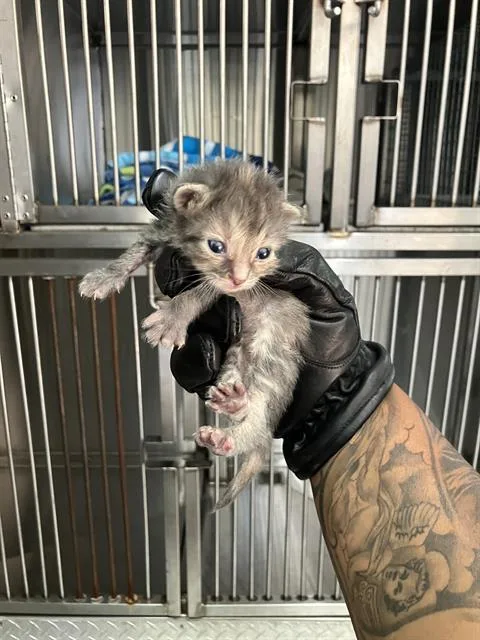 A baby small-sized female Domestic Short Hair cat named Jade for adoption in Dallas, TX