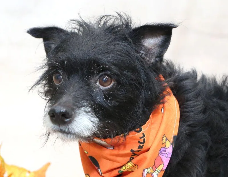 An adult small-sized male Toy Fox Terrier dog named Jett for adoption in Sanford, FL