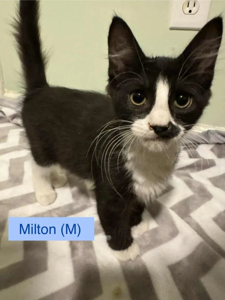 Milton