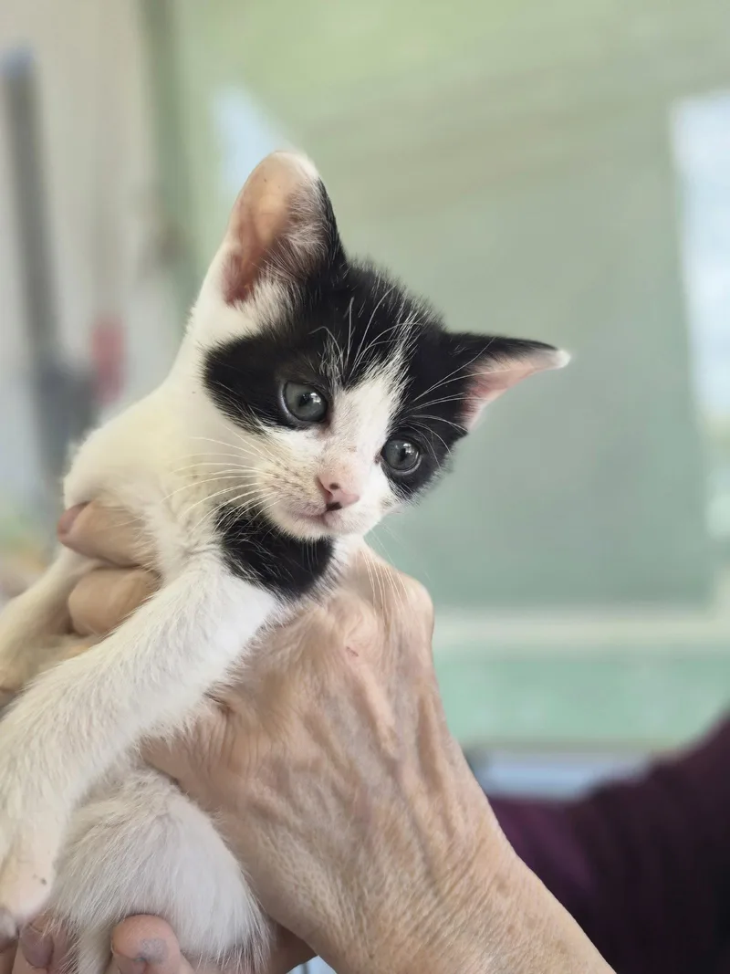 A baby small-sized female Black & White / Tuxedo Domestic Short Hair cat named C Litter Maeve for adoption in Livonia, MI