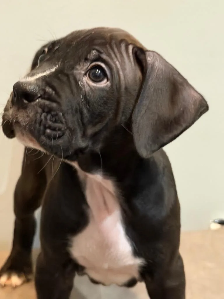 A baby medium-sized male Boxer dog named Memphis for adoption in Sharpsburg, GA