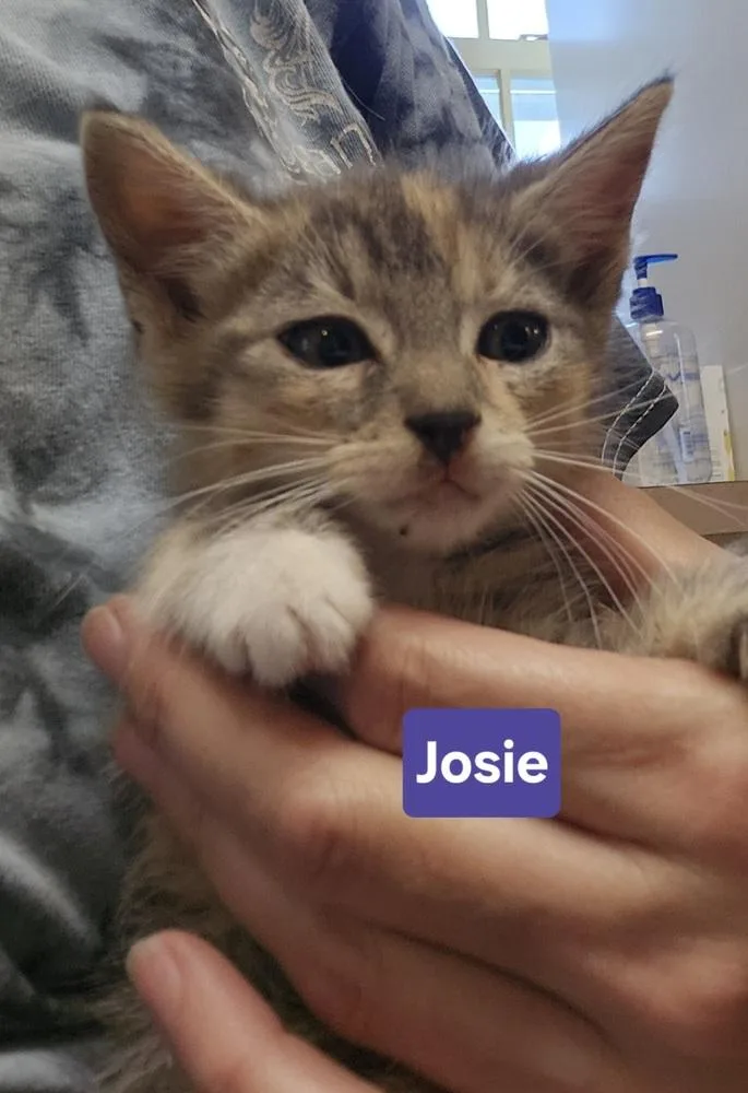 A baby medium-sized female Domestic Short Hair cat named Josie for adoption in East Greenville, PA