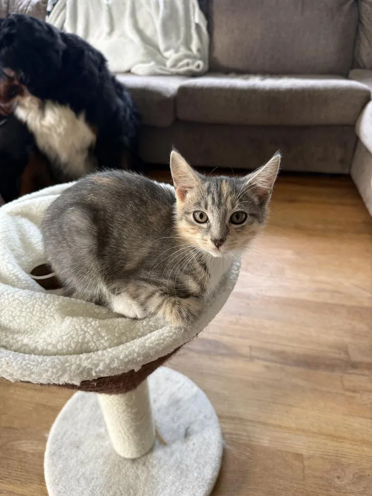 Josie thumbnail 2