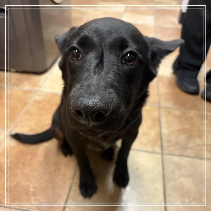 A baby small-sized female German Shepherd Dog dog named FWT Prissy for adoption in Midland, TX