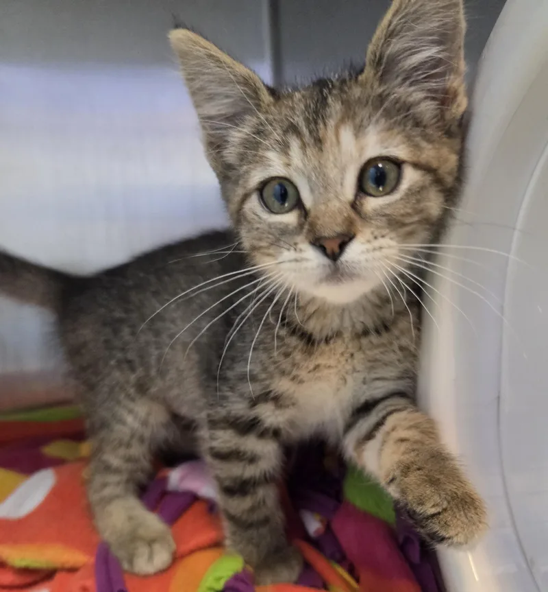 A young small-sized female Tabby (Brown / Chocolate) Domestic Short Hair cat named Oona for adoption in Brookings, SD