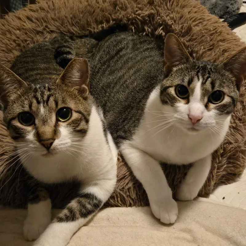 An adult small-sized female Brown / Chocolate Domestic Short Hair cat named Belle for adoption in Tulsa, OK