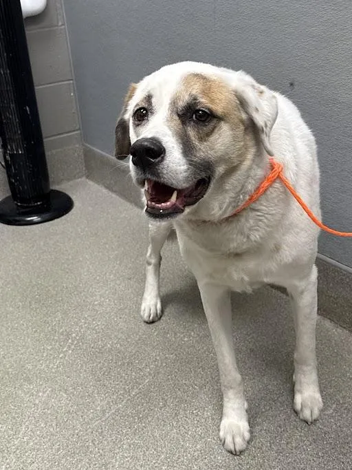 An adult large-sized male Labrador Retriever dog named Kylo for adoption in Las Vegas, NV