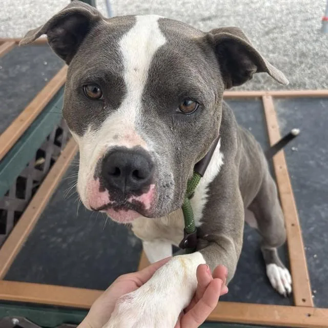 A young large-sized female American Staffordshire Terrier dog named Brie for adoption in Lincolnton, NC