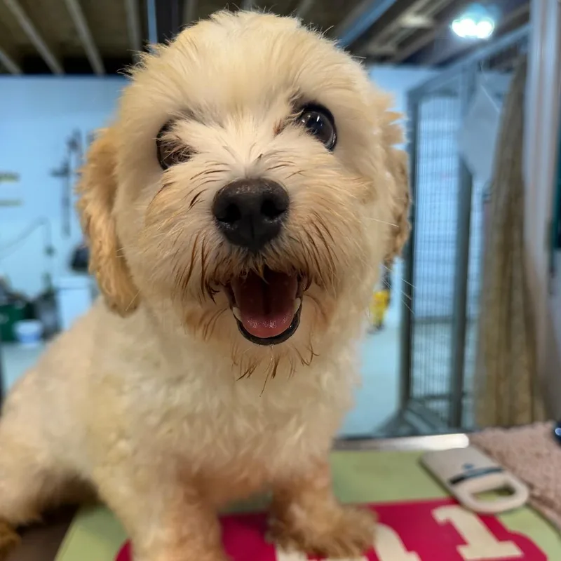 An adult small-sized male White / Cream Maltese dog named Pearl for adoption in West Chester, PA