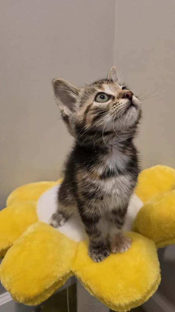 A baby medium-sized female Domestic Short Hair cat named Hydrangea for adoption in Clinton Township, MI