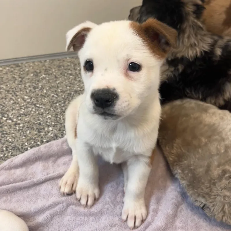 Australia thumbnail 2