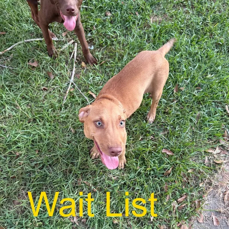 A young medium-sized female Yellow / Tan / Blond / Fawn Pit Bull Terrier dog named Carmel for adoption in Livingston, TX
