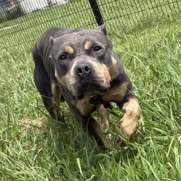 An adult large-sized female Pit Bull Terrier dog named Ember Bella for adoption in Virginia Beach, VA