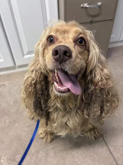 A baby small-sized male Cocker Spaniel dog named Milo for adoption in Bloomsburg, PA