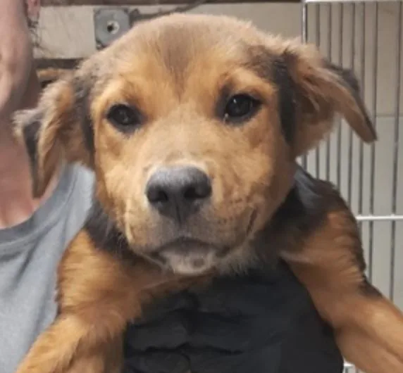 A baby medium-sized male Brown / Chocolate Shepherd dog named Wilder for adoption in Hollister, MO