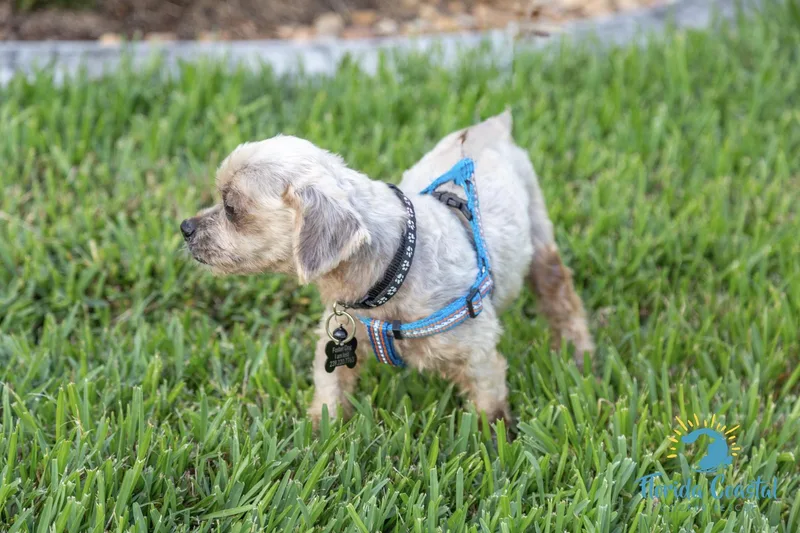 A senior small-sized male Yorkshire Terrier dog named Marco for adoption in Cape Coral, FL
