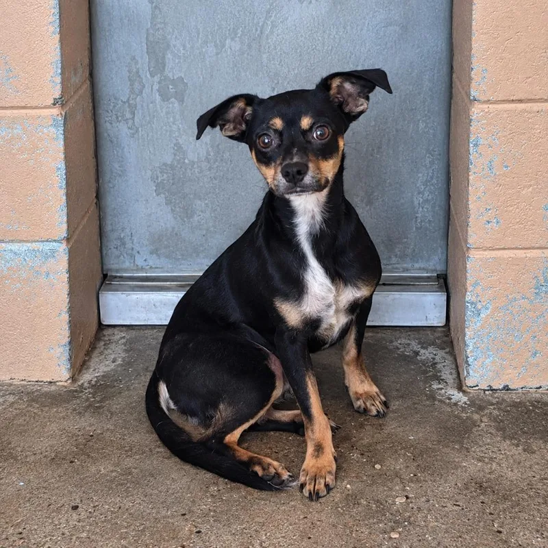 A young medium-sized male Chihuahua dog named Frisby for adoption in Gautier, MS