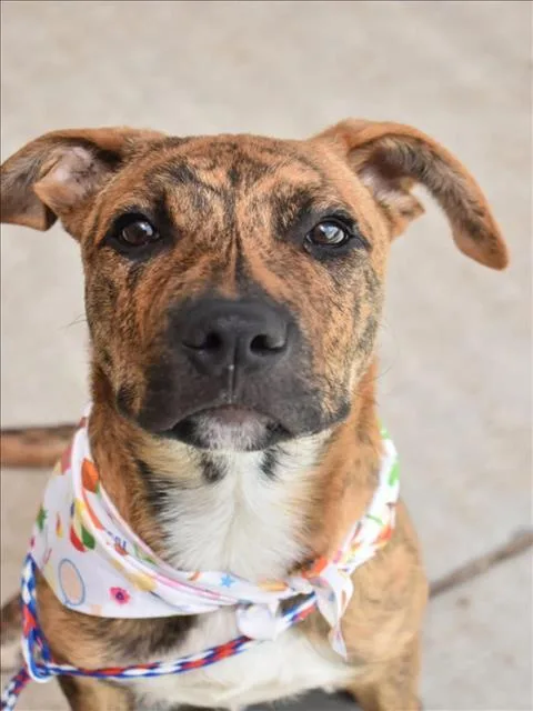 A baby small-sized male Pit Bull Terrier dog named Popcorn for adoption in Tulsa, OK