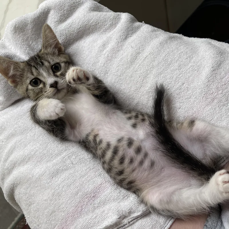 A baby medium-sized male Tabby (Brown / Chocolate) Domestic Short Hair cat named Sleepy for adoption in Lemoyne, PA