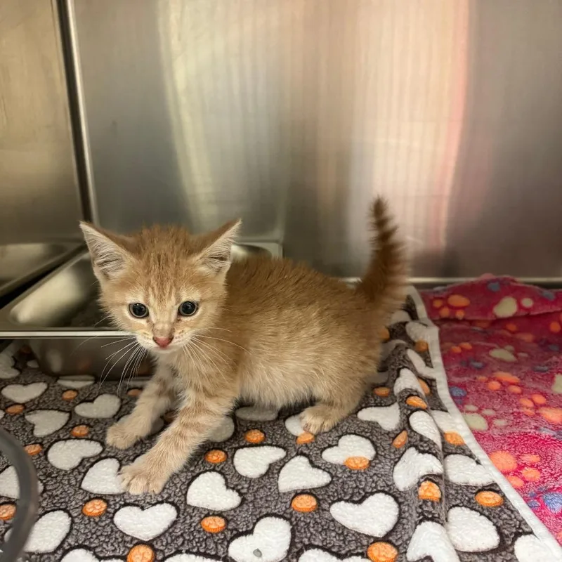 A baby small-sized male Orange / Red Domestic Short Hair cat named Straycovenantwoods for adoption in Columbus, GA