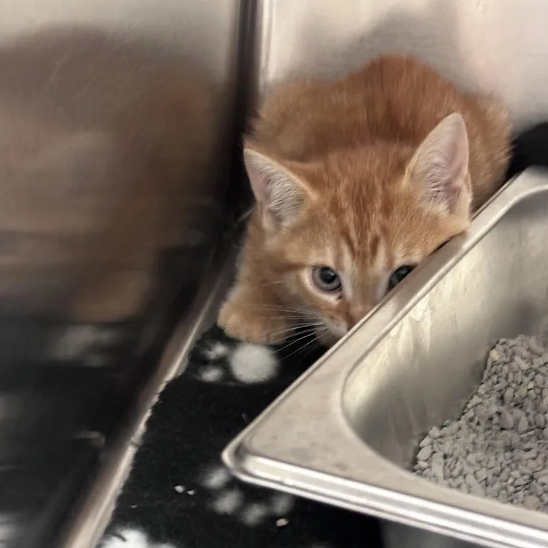 Straycovenantwoods thumbnail 2