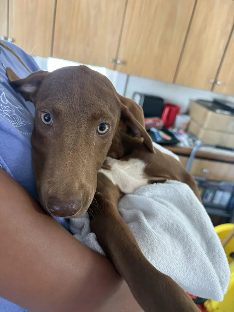 A young medium-sized female Labrador Retriever dog named Teeter Months AVA for adoption in Sterling, MA