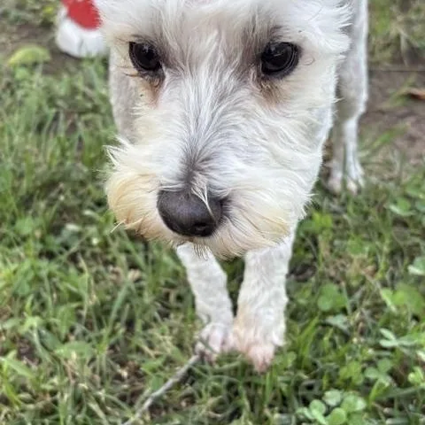 Gizmo