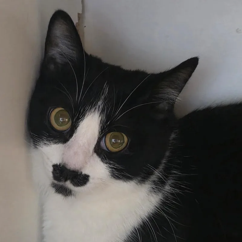 An adult medium-sized female White Domestic Short Hair cat named Tum Tum for adoption in Park City, UT