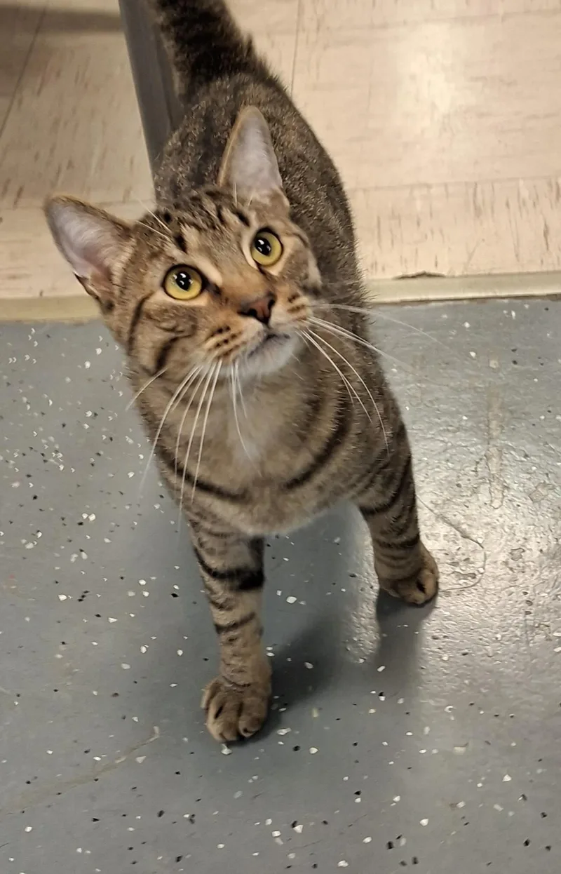 A young large-sized male Tabby (Brown / Chocolate) Domestic Short Hair cat named Rutherford for adoption in Wallingford, CT