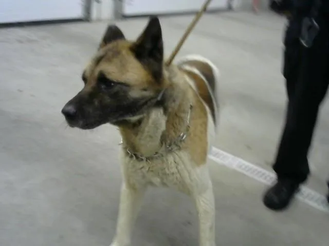 An adult large-sized male Akita dog named Syre for adoption in Toledo, OH