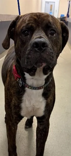 A young large-sized male American Bulldog dog named Chili for adoption in Miami, FL