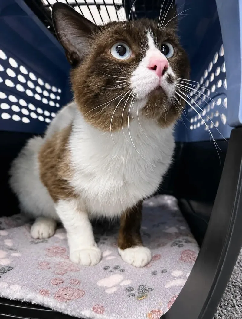 An adult medium-sized male Buff / Tan / Fawn Domestic Short Hair cat named Kingston for adoption in Holland, Michigan