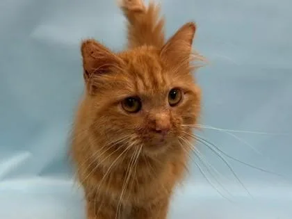 An adult small-sized female Domestic Medium Hair cat named Nala for adoption in Coon Rapids, MN