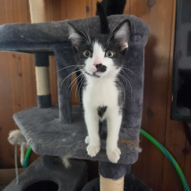 A baby medium-sized male Black Domestic Short Hair cat named Groucho Marx for adoption in Pueblo, CO