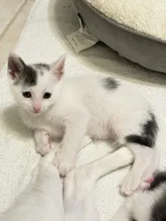 A baby small-sized male Domestic Short Hair cat named Harry Kane for adoption in Sugar Land, TX