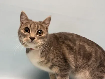 A young small-sized female Domestic Medium Hair cat named Mila for adoption in Golden Valley, MN