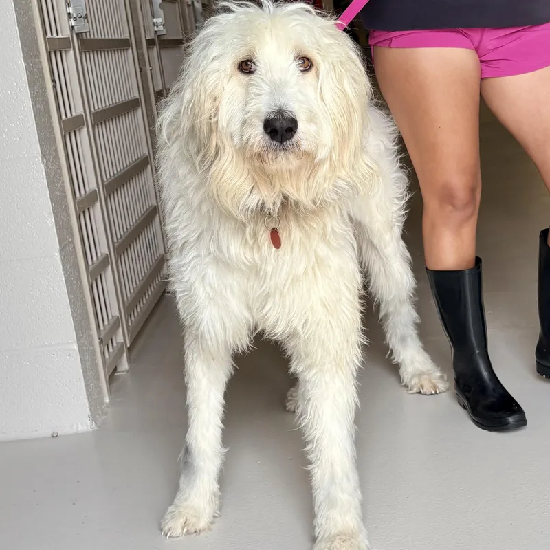 An adult medium-sized female Poodle dog named Cloudy for adoption in Chicago, IL