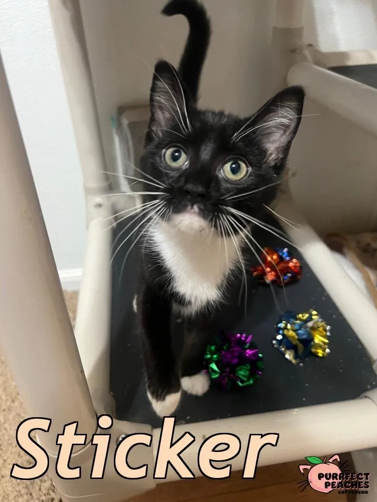 A baby medium-sized female Domestic Short Hair cat named Sticker for adoption in Douglasville, GA