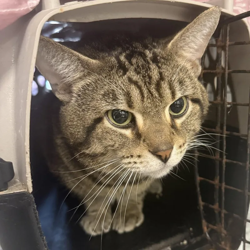 A young large-sized male Gray / Blue / Silver Domestic Short Hair cat named Tjc for adoption in East Saint Louis, IL