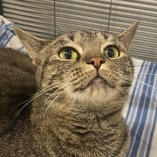 Brighton thumbnail 4