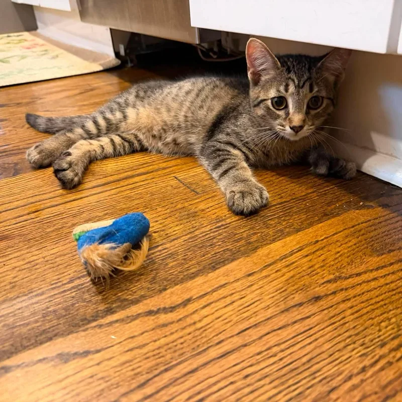 A young medium-sized male Tabby (Buff / Tan / Fawn) Domestic Short Hair cat named Lancelot for adoption in Royal Oak, MI