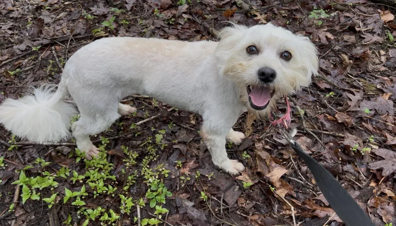 An adult small-sized female White / Cream Maltese dog named Rhubarb for adoption in Millerstown, PA