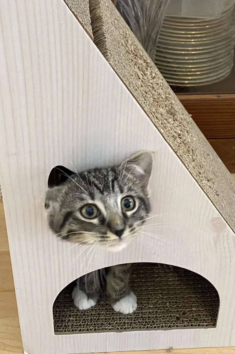 A young medium-sized male Brown / Chocolate Domestic Short Hair cat named Matthew Crawley for adoption in Alpharetta, GA