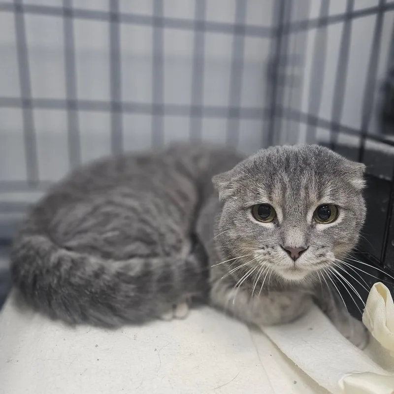 An adult medium-sized female Gray / Blue / Silver Domestic Short Hair cat named Lemon scented all purpose for adoption in Monticello, IA