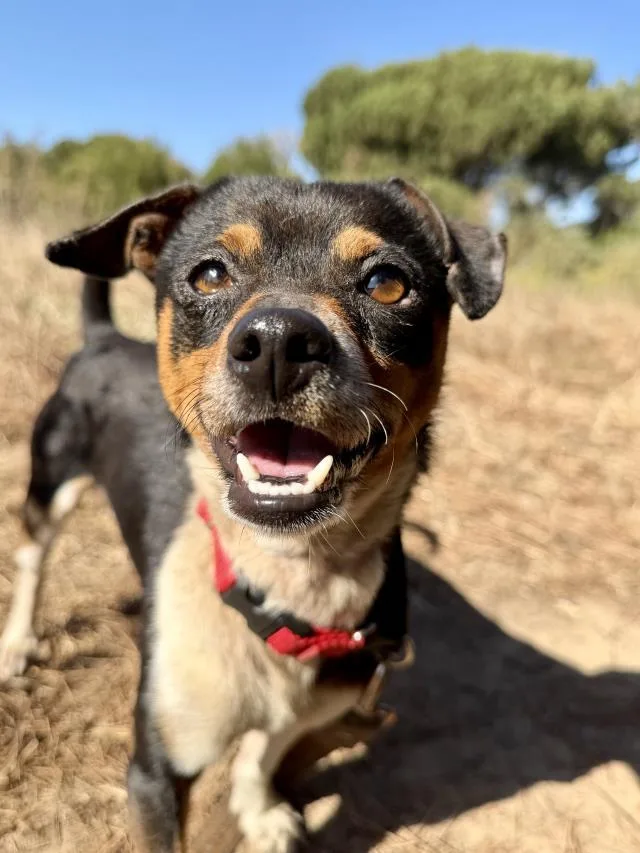 Hugo