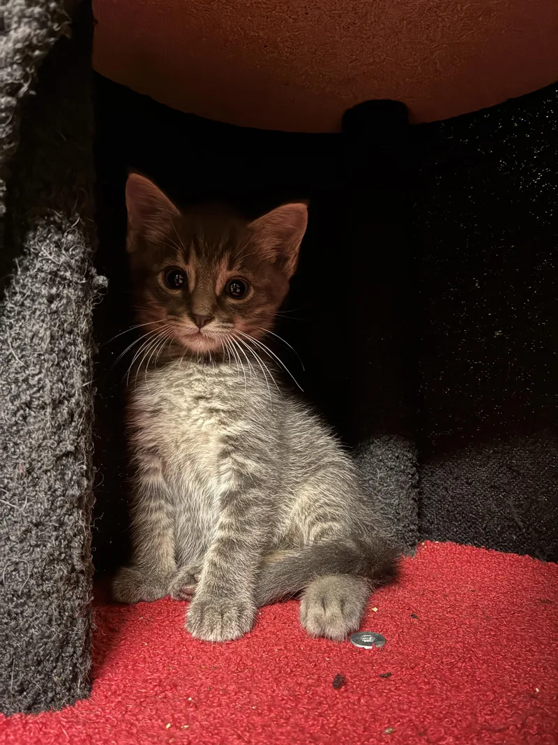A baby small-sized male Tabby (Gray / Blue / Silver) Domestic Short Hair cat named Blueberry Cobbler for adoption in Bayonne, NJ