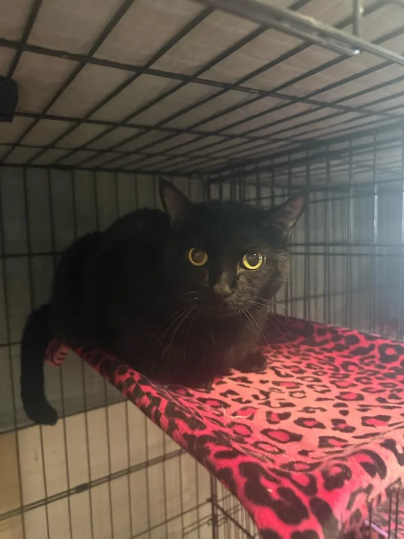 Bagheera